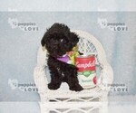 Small #2 Poodle (Toy)