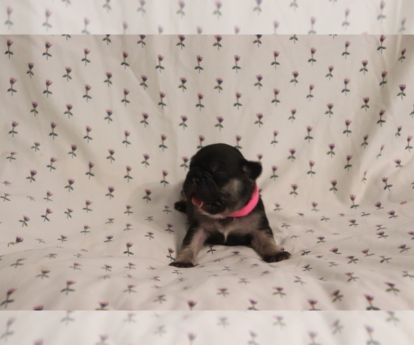 Medium Photo #4 French Bulldog Puppy For Sale in MANCHESTER, MI, USA