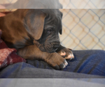 Small Photo #18 Great Dane Puppy For Sale in DANIELSON, CT, USA