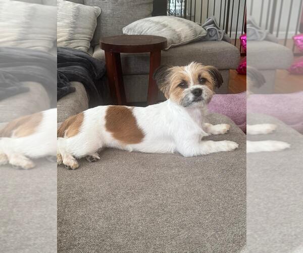 Medium Photo #1 Jack Tzu Puppy For Sale in Morganville, NJ, USA