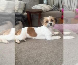 Jack Russell Terrier-Shih Tzu Mix Dogs for adoption in Morganville, NJ, USA