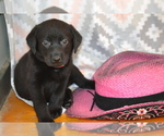 Small #1 Labrador Retriever