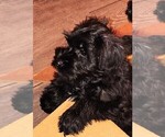 Small #1 Schnauzer (Miniature)
