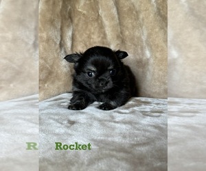 Chihuahua Puppy for sale in GUYTON, GA, USA