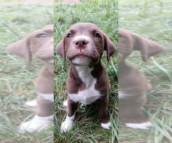Medium Photo #2 Labrador Retriever-Unknown Mix Puppy For Sale in Springdale, PA, USA
