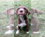 Small #1 Labrador Retriever Mix