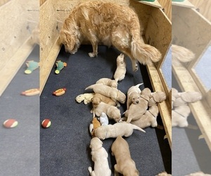 Golden Retriever Puppy for sale in RILEYVILLE, VA, USA