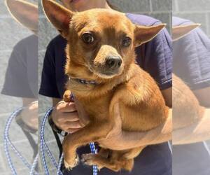 Chihuahua-Unknown Mix Dogs for adoption in Staley, NC, USA
