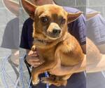 Small Chihuahua Mix