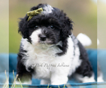 Puppy Tuxedo Maltipoo (Miniature)