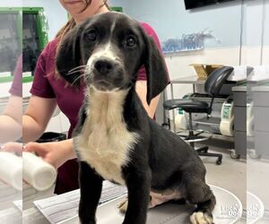 Border Collie-Unknown Mix Dogs for adoption in Washington, DC, USA