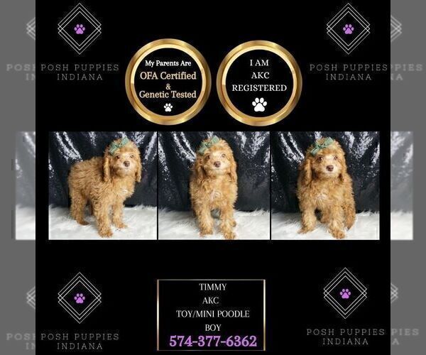Medium Photo #2 Poodle (Toy) Puppy For Sale in WARSAW, IN, USA