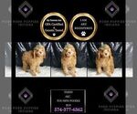 Small Photo #2 Poodle (Toy) Puppy For Sale in WARSAW, IN, USA