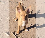 Small #3 Chihuahua