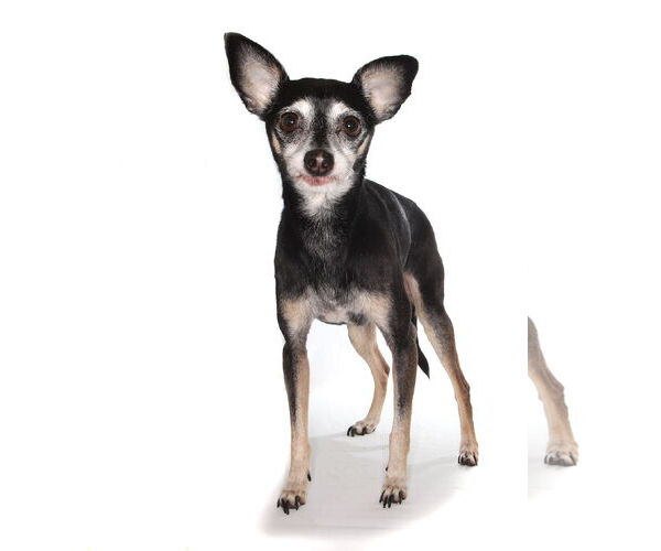 Medium Photo #3 Chipin Puppy For Sale in Oakland Park, FL, USA