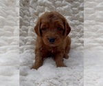 Small #2 Goldendoodle (Miniature)