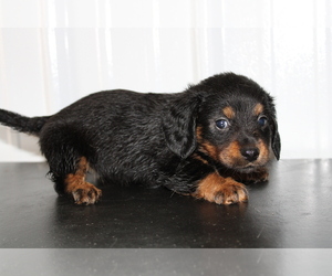 Dachshund Dog for Adoption in BLOOMINGTON, Indiana USA