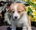 Small Photo #18 Pembroke Welsh Corgi Puppy For Sale in GOSHEN, IN, USA