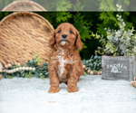 Small Photo #31 Cavapoo Puppy For Sale in KIRKWOOD, PA, USA