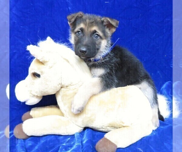 Medium Photo #3 German Shepherd Dog Puppy For Sale in HARTVILLE, MO, USA