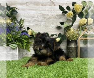Yorkshire Terrier Puppy for sale in PLAINVILLE, IN, USA