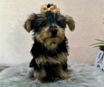 Small #4 Yorkshire Terrier