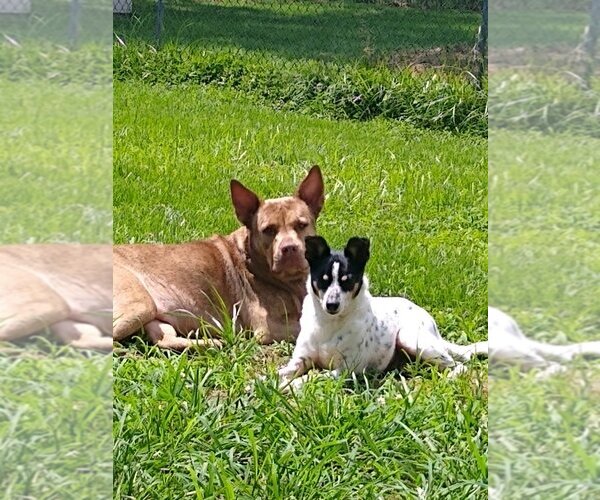 Medium Photo #8 - Mix Puppy For Sale in Landenberg, PA, USA