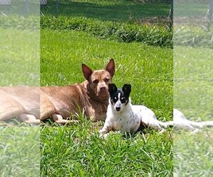 Coco - Female - Mix Dog for Adoption - Photo #8