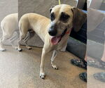 Small #7 Black Mouth Cur Mix