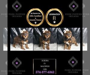 Maltipoo Puppy for sale in WARSAW, IN, USA