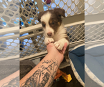 Small Photo #6 Australian Shepherd-Border-Aussie Mix Puppy For Sale in ORLANDO, FL, USA