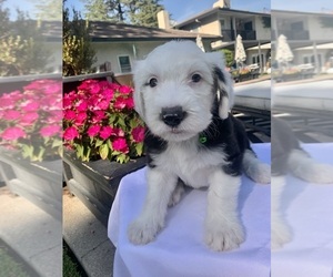 Old English Sheepdog Puppy for sale in STOCKTON, CA, USA