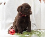 Small Photo #1 Labrador Retriever Puppy For Sale in NEW HOLLAND, PA, USA
