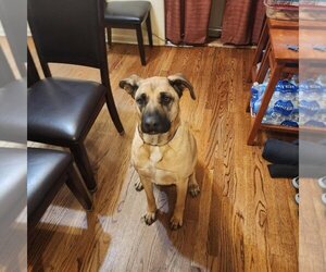 Black Mouth Cur-Mastiff Mix Dogs for adoption in Sheridan, CO, USA