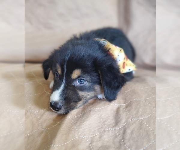 Medium Photo #7 Australian Shepherd Puppy For Sale in PHOENIX, AZ, USA