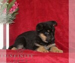 Small #1 German Shepherd Dog