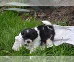 Small #1 Bichon-A-Ranian