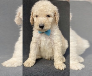 Goldendoodle-Poodle (Standard) Mix Puppy for sale in HANFORD, CA, USA