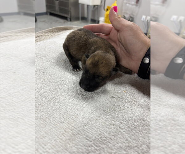 Medium Photo #3 Mutt Puppy For Sale in Imlay City, MI, USA