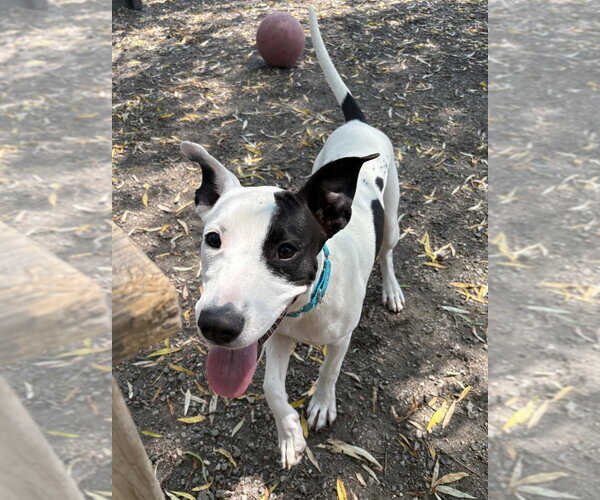 Medium Photo #4 Mutt Puppy For Sale in Elmsford, NY, USA