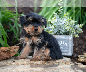 Medium Yorkshire Terrier