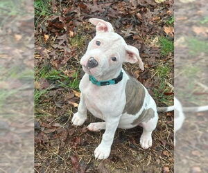 Mutt Dogs for adoption in Spotsylvania, VA, USA