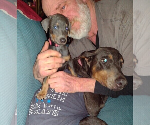 Medium Photo #1 Doberman Pinscher Puppy For Sale in Crossville, TN, USA