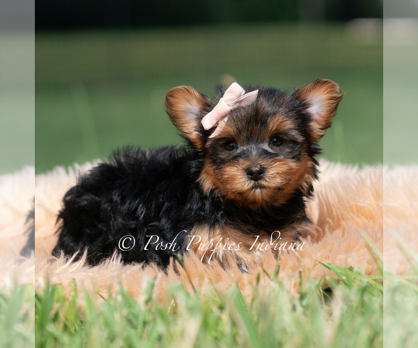 Medium Photo #48 Yorkshire Terrier Puppy For Sale in WARSAW, IN, USA