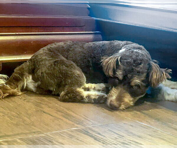 Medium Photo #5 Mutt Puppy For Sale in Corona, CA, USA