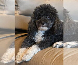 Poodle (Toy) Dogs for adoption in Gulfport, MI, USA