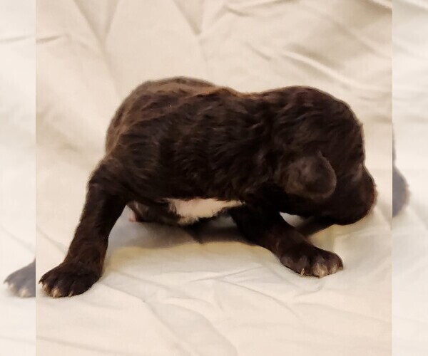 Medium Photo #8 F2 Aussiedoodle Puppy For Sale in COLUMBIA, TN, USA