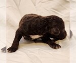 Small #7 F2 Aussiedoodle