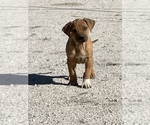 Small Photo #110 Rhodesian Ridgeback Puppy For Sale in MORONGO VALLEY, CA, USA
