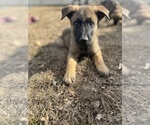 Small #4 German Malinois